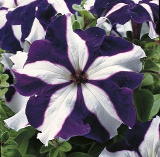 Cima Compact Gp Blue Star