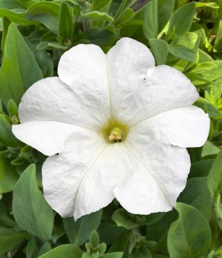 Cima Compact Gp White F1