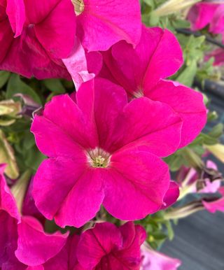 Cima Compact Gp Rose