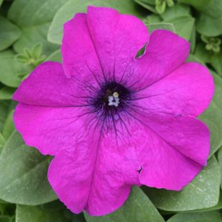 Cima Compact Gp Violet