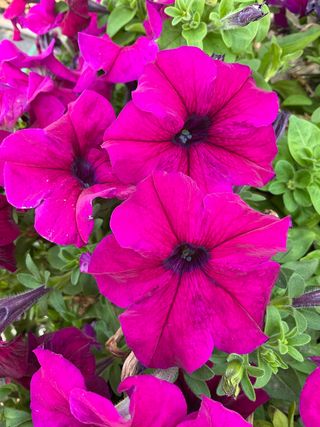 Cima Compact Gp Deep Purple
