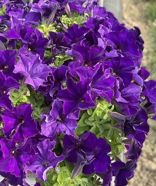 Petunia grandiflora