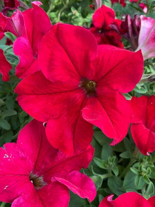 Cima Compact Gp Red