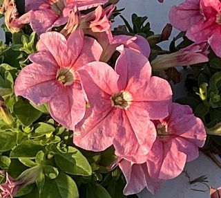 Cima Compact Gp Peach