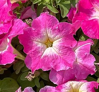 Cima Compact Gp Rose Morn
