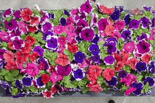 CIMA COMPACT PICOTEE MIX - Gruppo Padana s.s.