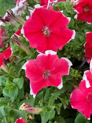 Cima Compact Gp Red Picotee