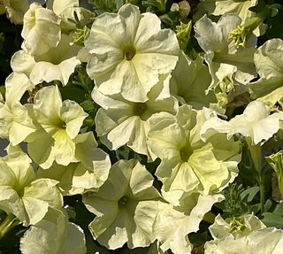 Cima Compact Gp Yellow