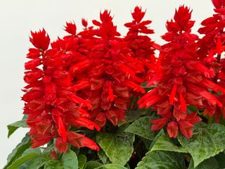 Salvia splendens