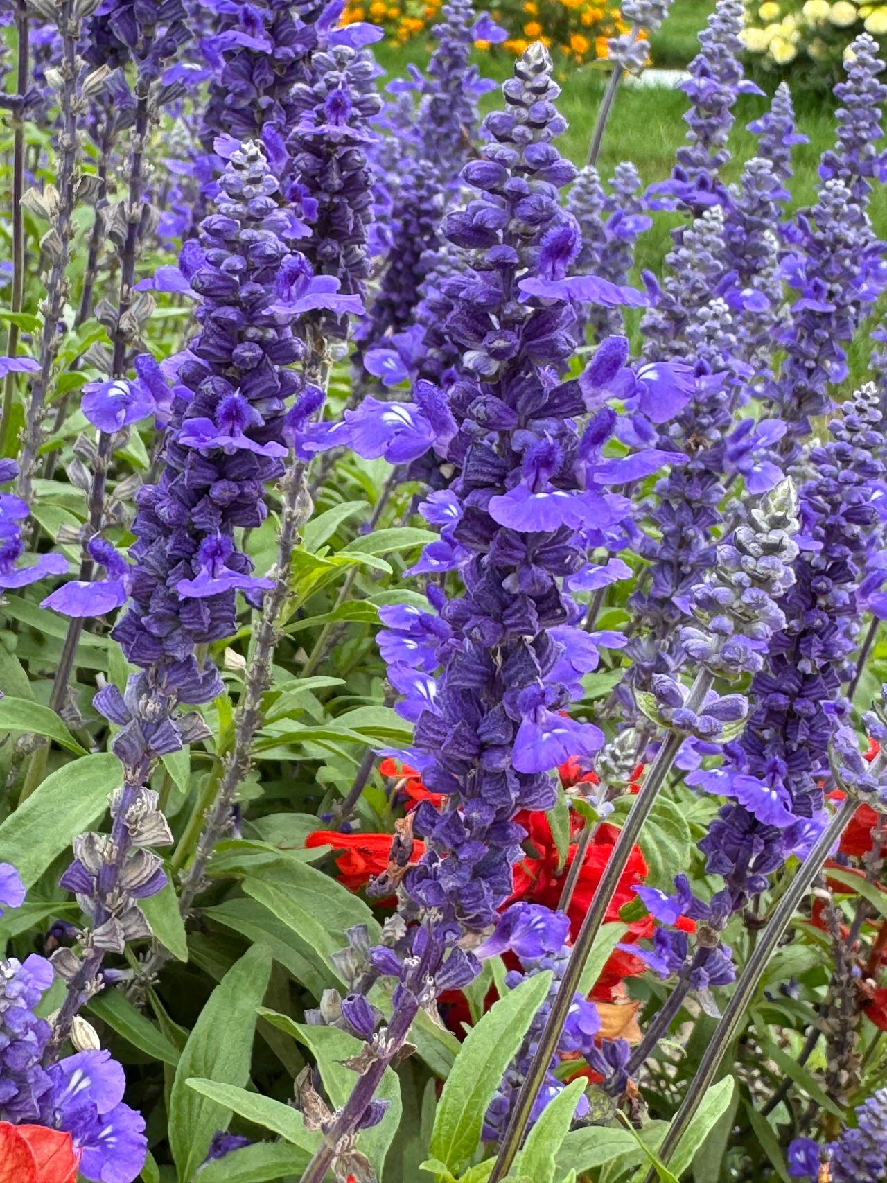Salvia farinacea, foto 1