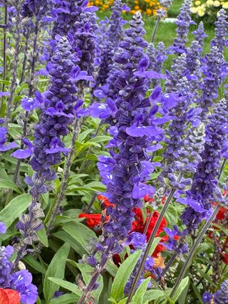 Salvia farinacea