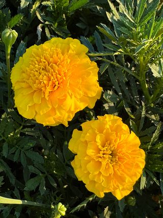 Adventure Yellow