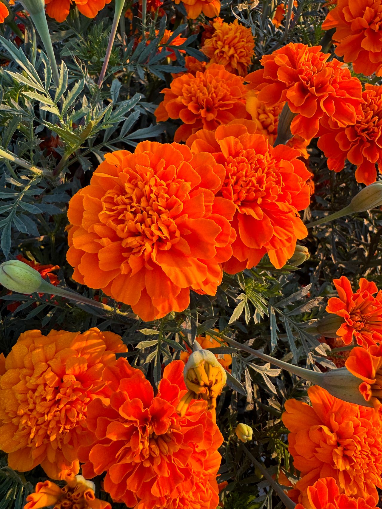 Adventure Orange, foto 1