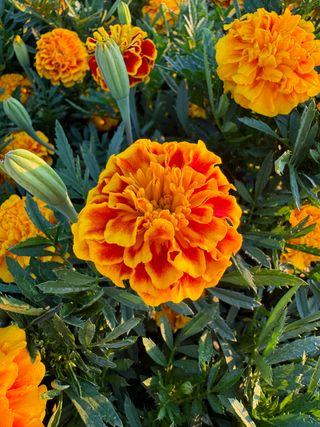 Tagetes patula