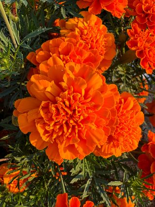 Adventure Deep Orange