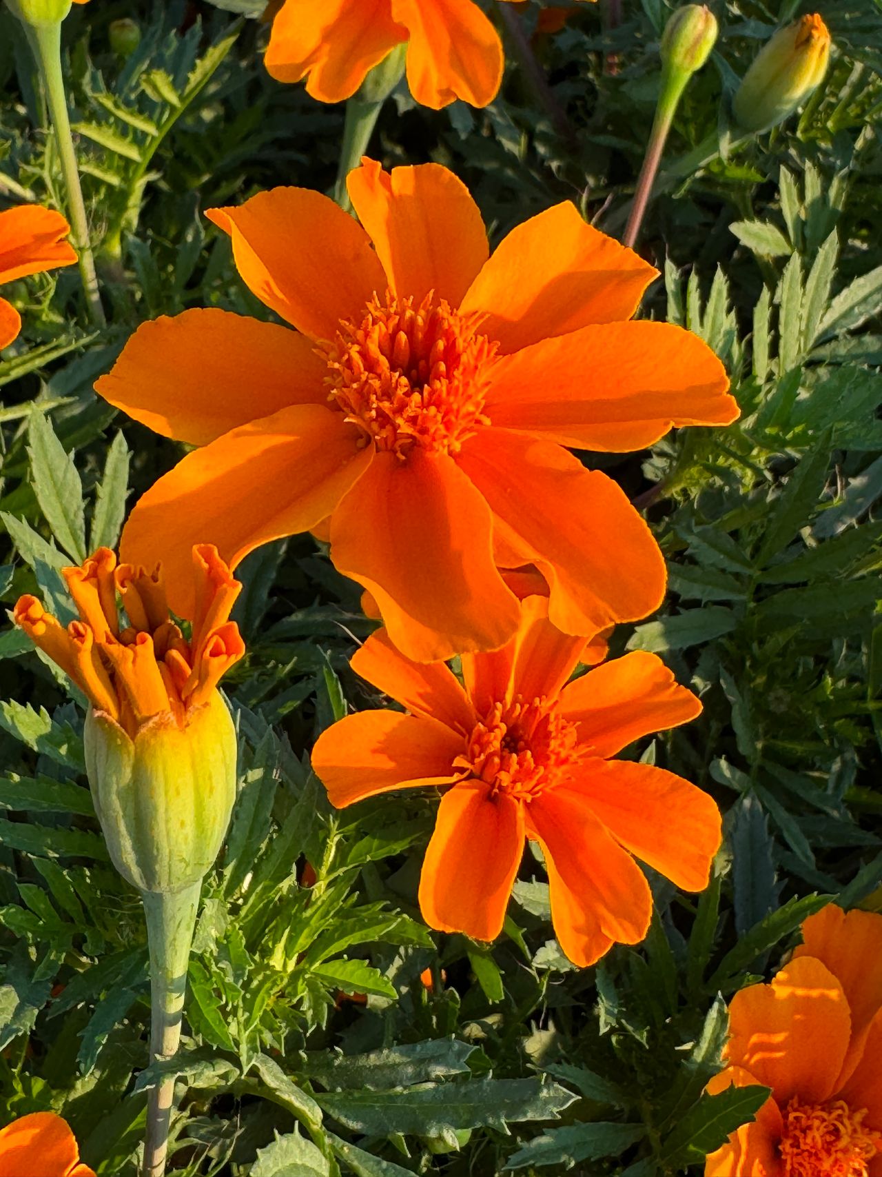 Cruise Orange, photo 1