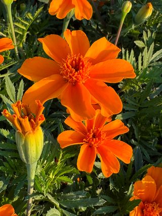 Cruise Orange