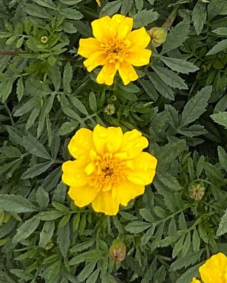 Cruise Yellow