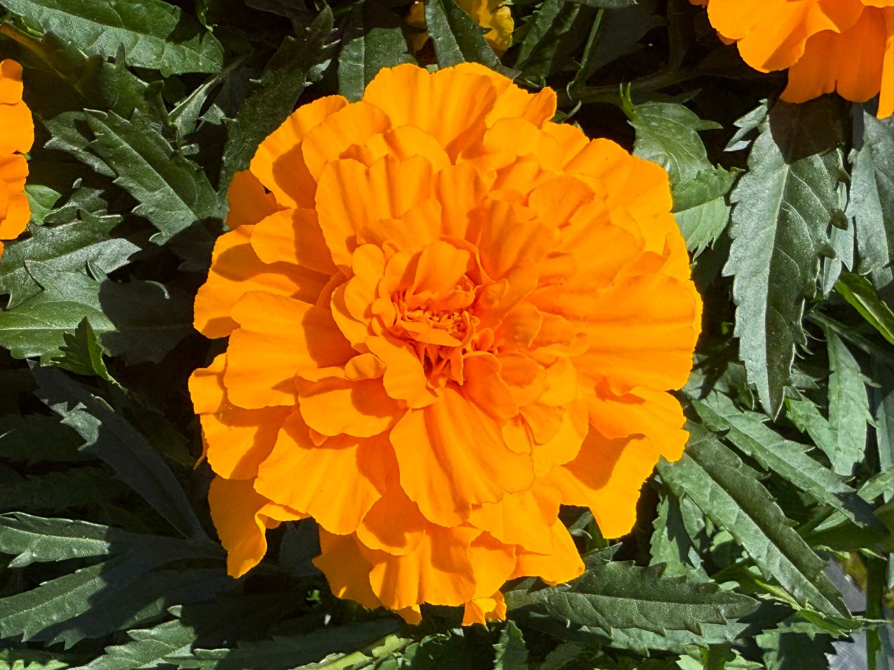 Endurance Orange, fotografia 1