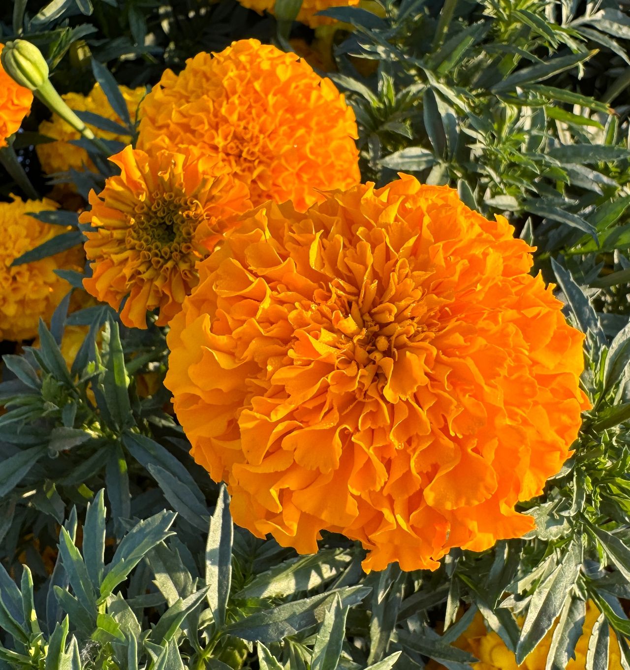 Maraja Orange F1, fotografia 1