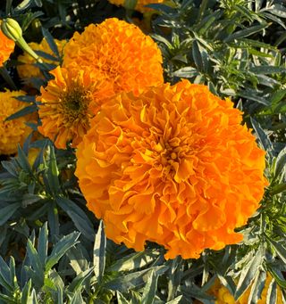 Maraja Orange F1