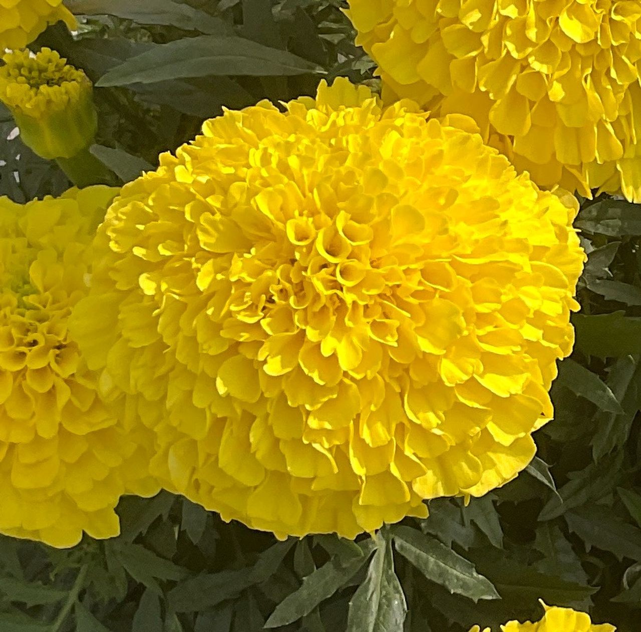 Maraja' Yellow, foto 1