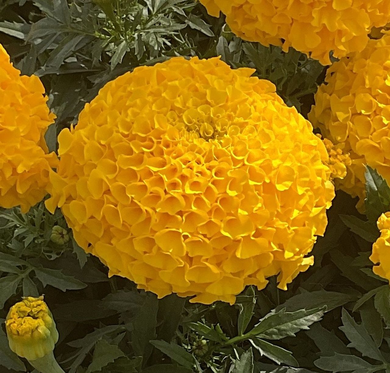 Tagetes erecta, foto 1