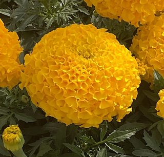 Tagetes erecta
