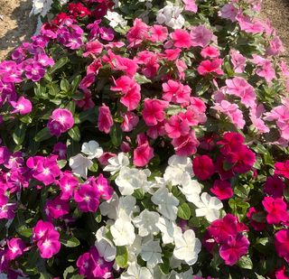 Catharanthus roseus