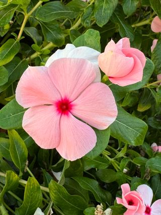 Darling Apricot