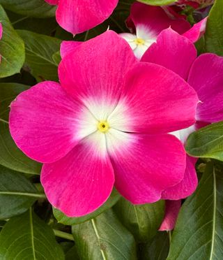 Darling Rose Halo