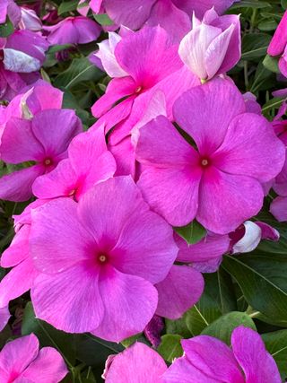 Darling Lilac