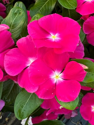 Darling Rose