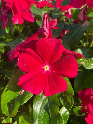 Darling Red