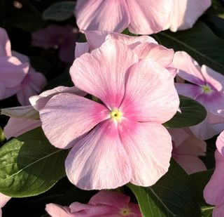 Darling Icy Pink