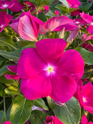 Darling Cascade F1 Violet