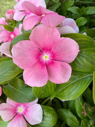 Darling Cascade F1 Shell Blush