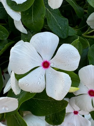 Darling Cascade F1 Polka Dot