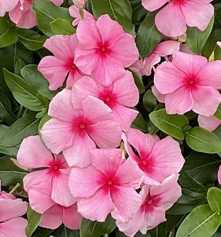 Darling Cascade F1 Strawberry