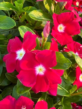 Darling Cascade F1 Cherry White Eye