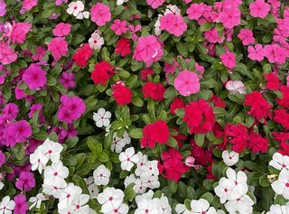 Vinca Tattoo Boysenberry