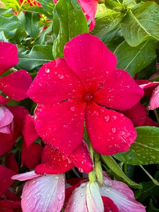 Patricia Cascade Dark Red