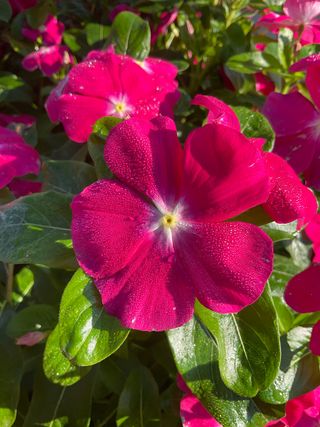 Patricia Cascade Hot Rose