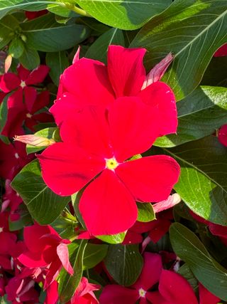 Patricia Cascade Red