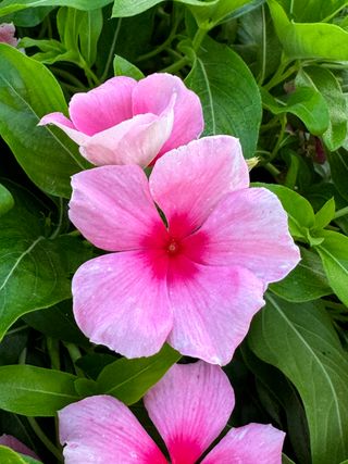 Patricia Cascade Strawberry