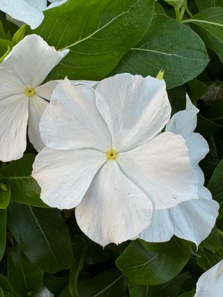 Patricia Cascade White