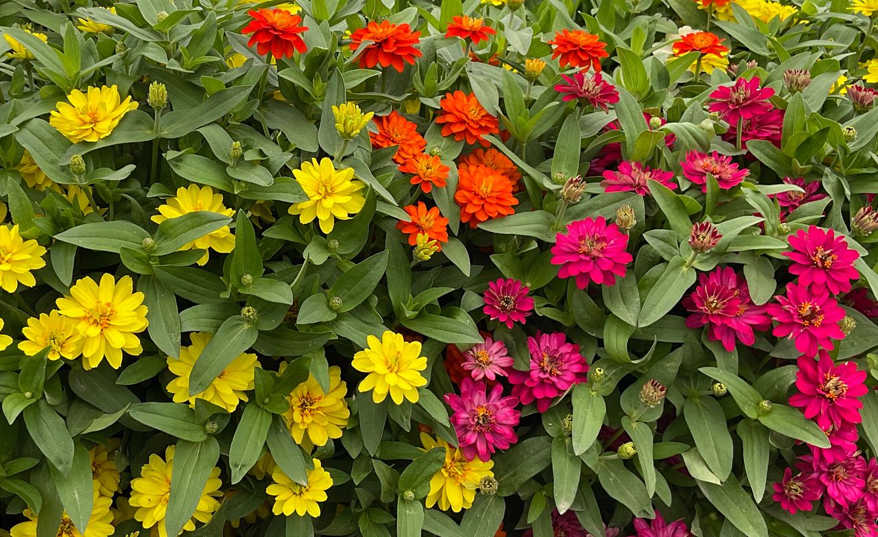 Zinnia marylandica, foto 1
