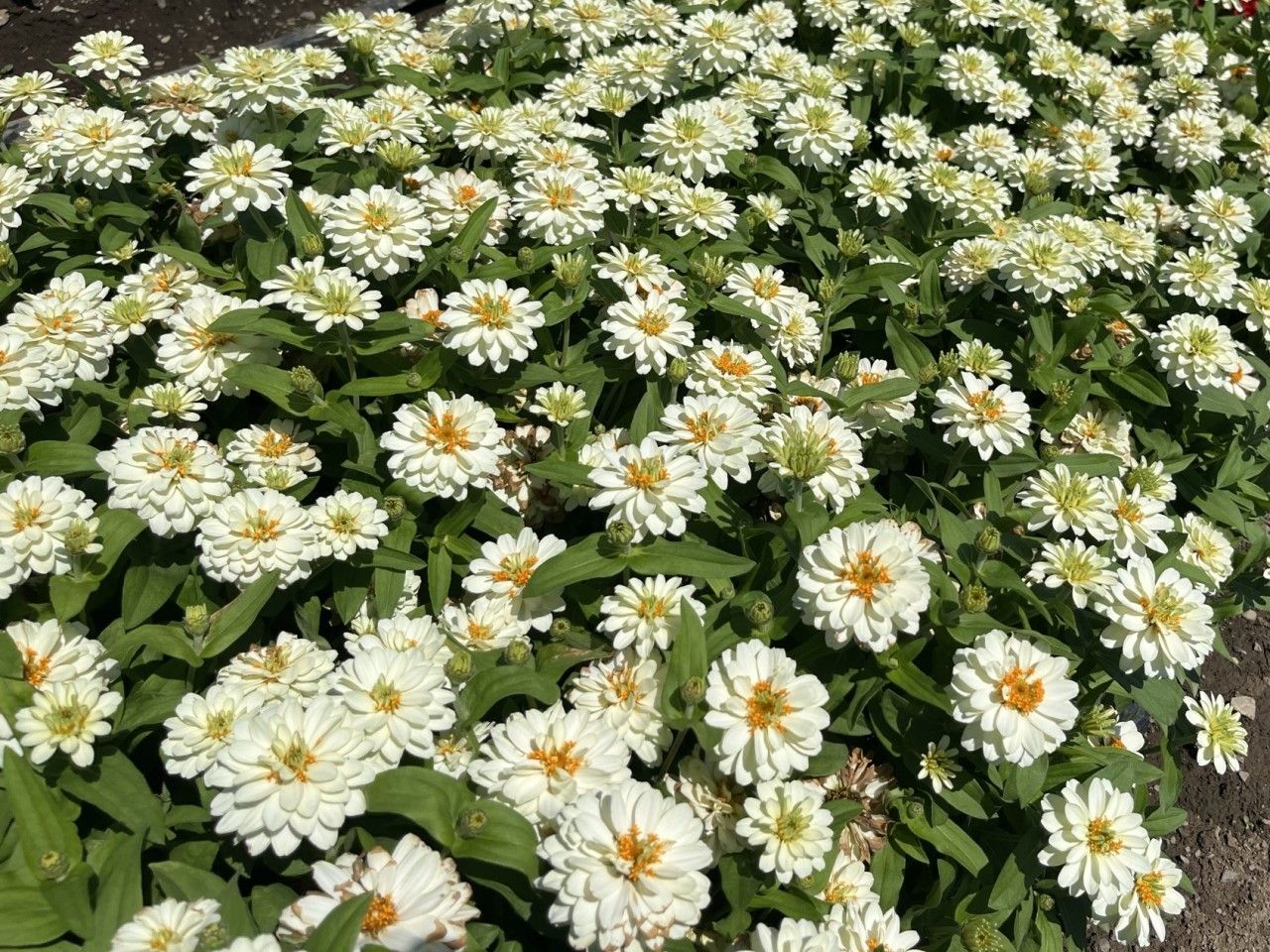 Profusion Double White, photo 1