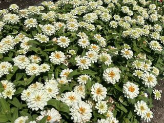 Profusion Double White