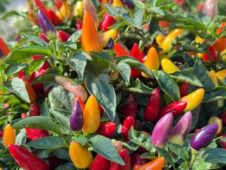 Capsicum annuum